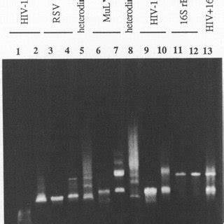 Structure Of The Bmdsx Gene And Its Sex Specific Transcripts A The