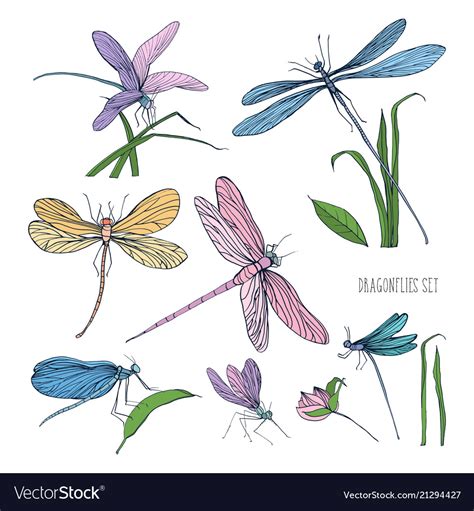 Collection Of Beautiful Colorful Dragonflies Vector Image