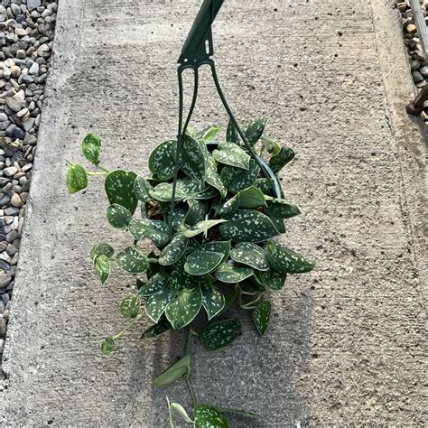 Satin Pothos In Hanging Basket 8 In Golden Acre Home And Garden