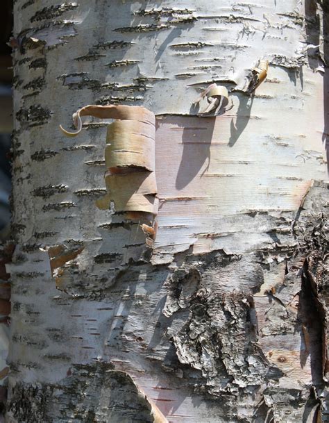 Birch bark Free Photo Download | FreeImages