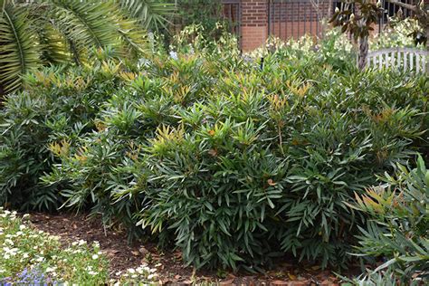 Fortune S Mahonia Buchanan S Native Plants