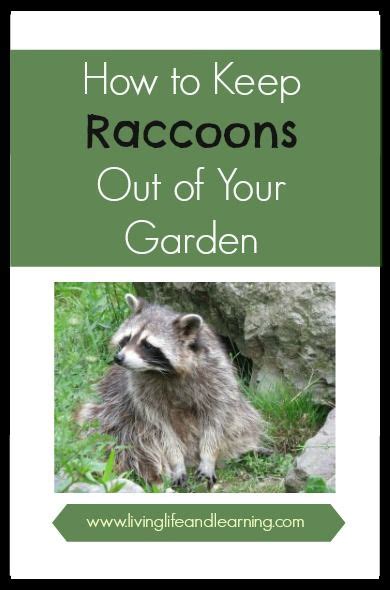 How To Keep Raccoons Out Of Your Garden Getting Rid Of Raccoons