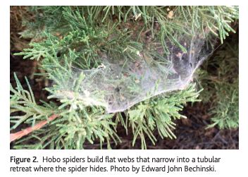 Hobo Spider Identification - What They Look Like