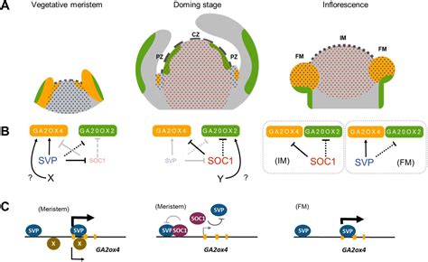 Figures And Data In Regulation Of Shoot Meristem Shape By Photoperiodic