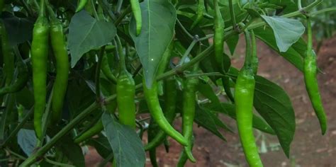 मिरची शेती Chilli Farming Chilli Cultivation