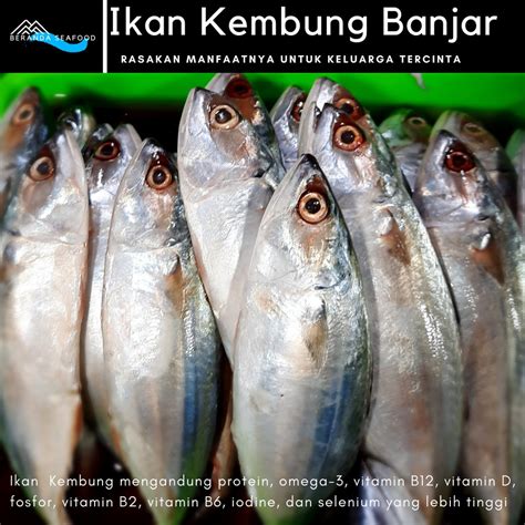 Jual Ikan Kembung Banjar Segar Kualitas Super Premium Shopee Indonesia