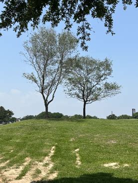 Oak Trees Project Rotary Club Of Texas City