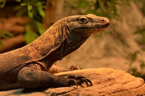 Komodo Dragon Lizard Reptile Free Photo On Pixabay Pixabay