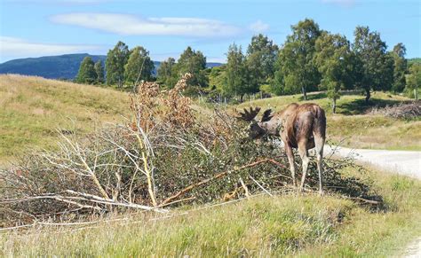 Are There Elk In Scotland History And Extinction