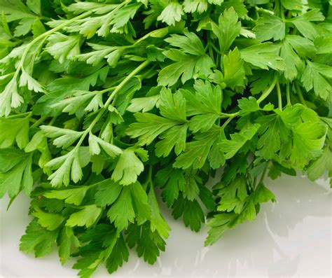 Como Desinfectar Lavar Y Conservar Perejil Y Cilantro La Soleta Arte