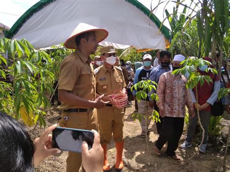 Panen Cabai Di Palaran Pemkot Samarinda Pasang Target Petani Lokal