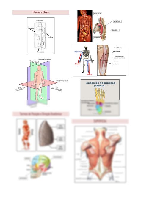 SOLUTION Introdu O A Anatomia Humana Studypool