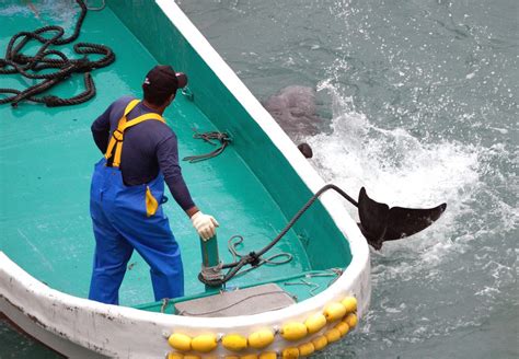 Season Over For Taijis Dolphin Drive Hunts Dolphin Project