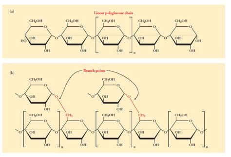 biochemistry - Bonding between amylopectin and amylose - Chemistry ...