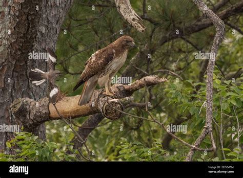 A Red Tailed Hawk Buteo Jamaicensis Getting Mobbed By A Northern