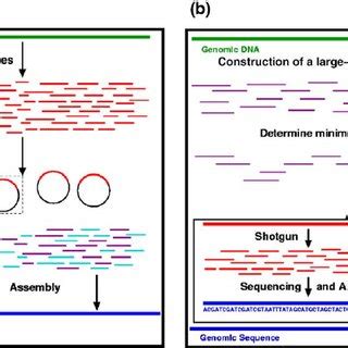 Overview Depicting The Steps Of Our Whole Genome Shotgun Approach