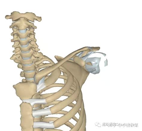 关节学 肩关节复合体 知乎