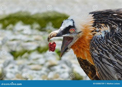 Bearded Vulture eating stock image. Image of scavenger - 83880709