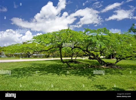 Fairchild tropical botanic garden Stock Photo - Alamy