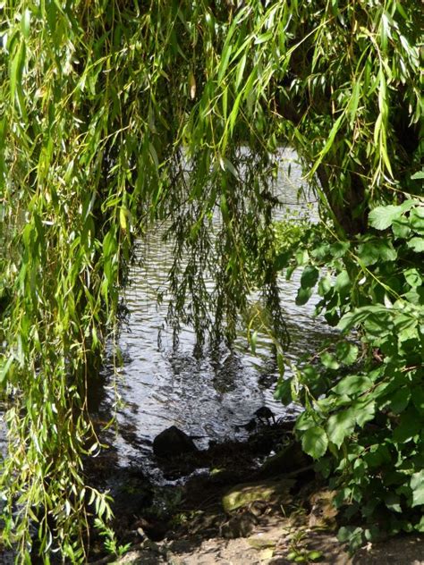 Fotos gratis árbol agua bosque césped pantano planta hoja flor