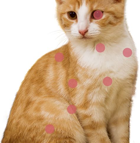 Free Orange Cat Png Download Free Orange Cat Png Png Images Free