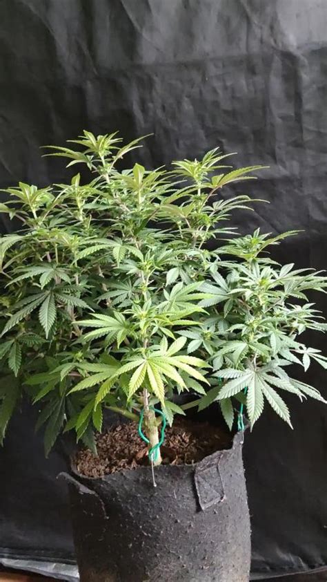 Afghani Cannabis Strain Info Growdiaries