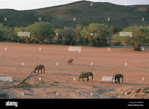 Desert Elephants in the Ugab riverbed Damaraland Namibia Stock Photo ...