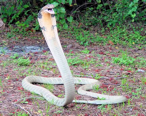 Snakes: Poisonous Snakes of India- KING KCOBRA - OPHIOPHAGUS HANNAH