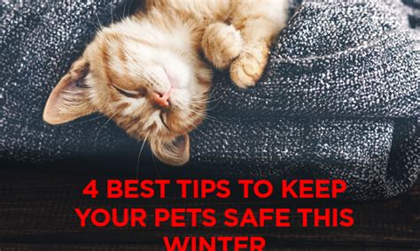 Best Tips To Keep Your Pets Safe This Winter