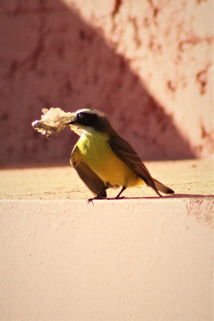 Foto Bentevizinho De Penacho Vermelho Myiozetetes Similis Por Edi F