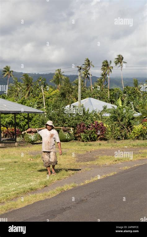 One Samoan Male Carrying Dry Coconuts On Palm Baskets Stock Photo Alamy