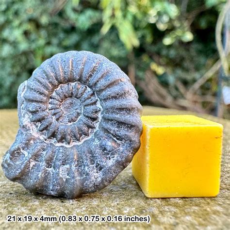 659bc76e99cdd5791002d4f7 Uk Fossil Collecting