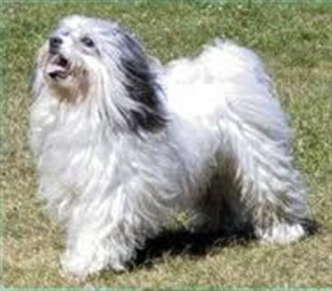 Dog Breeds Show: Löwchen