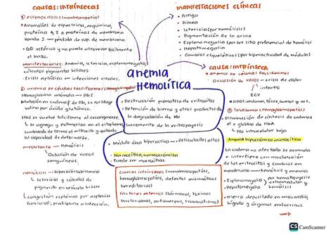 Anemia Hemol Tica Enfermedades Fisiopatolog A Mapa Mental Udocz Sexiz