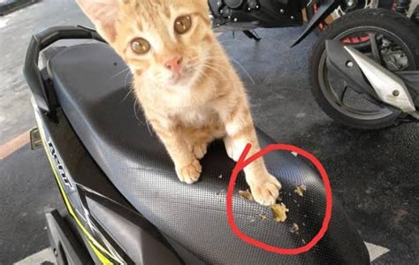 Solusi Kreatif Atasi Cakaran Kucing Pada Jok Motor Lakukan Cara Ini