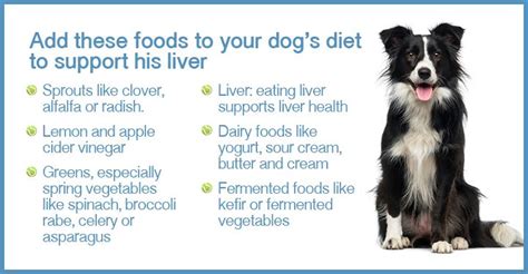 7 Signs Of Liver Problems In Dogs And What To Do About Them Artofit