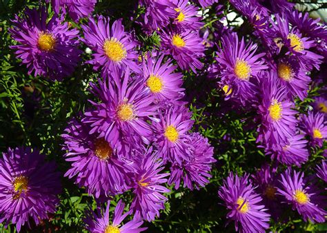 Aster Growing Asters How To Grow Aster Perennial Flowering Plant