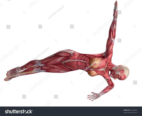 Female Abs Workout Stock Photo 55764322 : Shutterstock