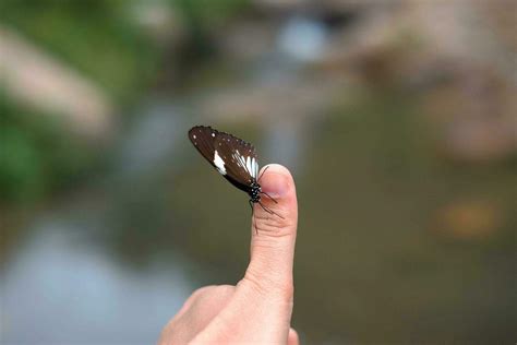 Meaning Of Black Butterfly Spiritual Symbolism Earthsoulorganics