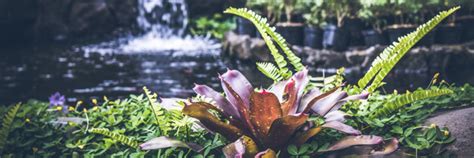 Four Primary Pond Plants Essential Choices Water X Scapes