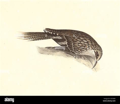 Brown Creeper Bird Image Hi Res Stock Photography And Images Alamy