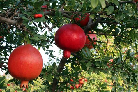 Pomegranate Farming Techniques Drip Irrigation For Pomegranate