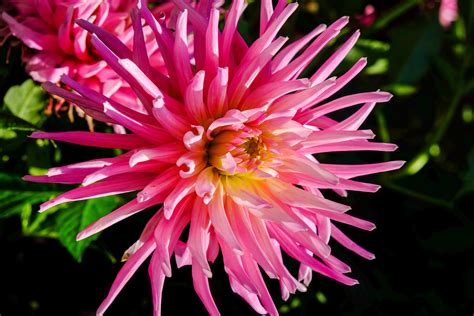 One Of My Other Bright Pink Dahlias Rgardening