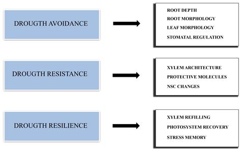 Genetic Improvement Of Drought Tolerance In Conifers Encyclopedia Mdpi