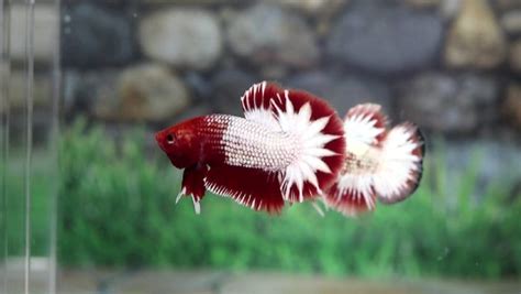 Fccp Betta Fish