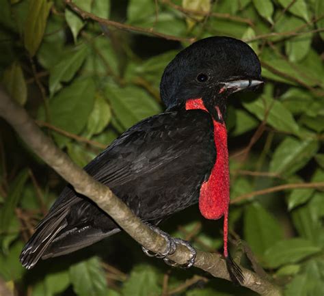 Umbrella Bird The Life Of Animals