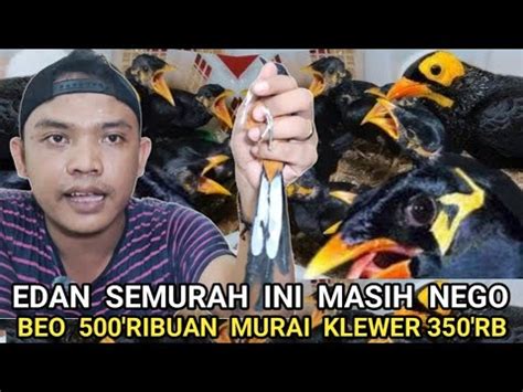 STOCK LUBER SAMPE MUNCRAT MURAI BATU KLEWER 350 RIBU BEO 500 RIBUAN