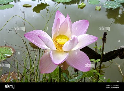 lotus flower (Nelumbo Stock Photo - Alamy
