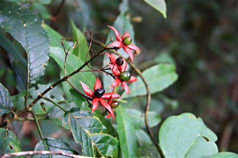 Clerodendrum Sp Mount Kinabalu Sabah Malaysia Liwagu Flickr