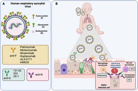 Full Article New Developments And Challenges In Antibody Based